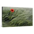 thumbnail image 1 of 20 x 30 in. Red Poppy Flowering Art Print - Willi Rolfes, 1 of 1