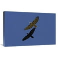 thumbnail image 1 of 20 x 30 in. Red-Tailed Hawk & Common Raven Flying, North America Art Print - San Diego Zoo, 1 of 1