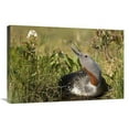thumbnail image 1 of 20 x 30 in. Red-Throated Loon Snaps At Dragonfly While Incubating Eggs in Nest, Alaska Art Print - Michael Quinton, 1 of 1