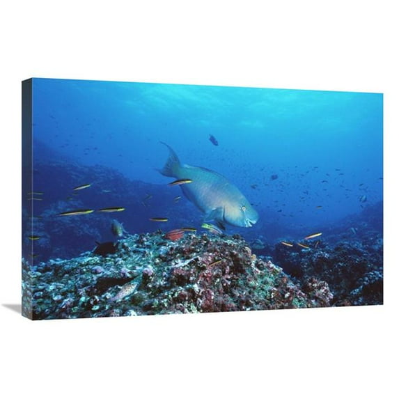 20 x 30 in. Redlip Parrotfish & Coral, Roca Redonda, Galapagos Islands Art Print - Tui De Roy