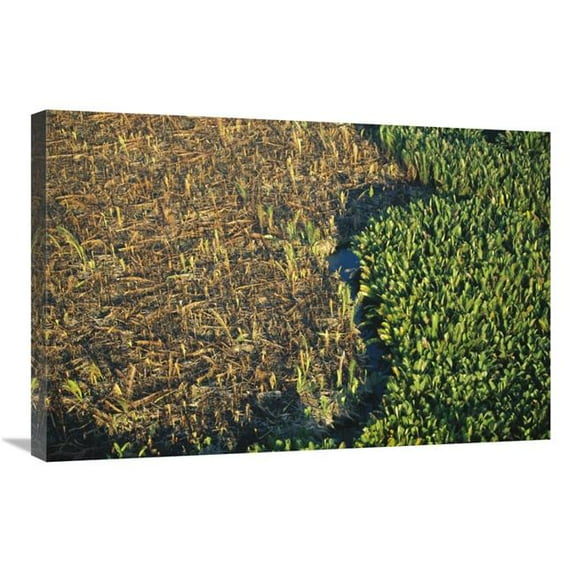 20 x 30 in. Remnant Mangroves in Mahakam Delta, East Kalimantan, Indonesia Art Print - Cyril Ruoso