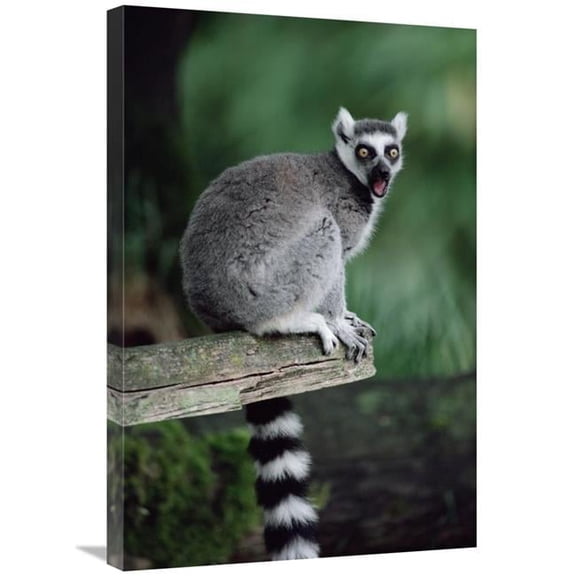 20 x 30 in. Ring-Tailed Lemur Calling, Woodland Park Zoo Art Print - Gerry Ellis