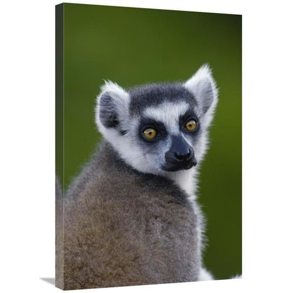 20 x 30 in. Ring-Tailed Lemur Portrait in the Andringitra Mountains, Vulnerable, South Central Madagascar Art Print - Pete Oxford