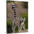thumbnail image 1 of 20 x 30 in. Ring-Tailed Lemur Portrait on Rocks in the Andringitra Mountains, Vulnerable, South Central Madagascar Art Print - Pete Oxford, 1 of 1