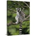 thumbnail image 1 of 20 x 30 in. Ring-Tailed Lemur Sitting on Tree Branch, Madagascar Art Print - Gerry Ellis, 1 of 1