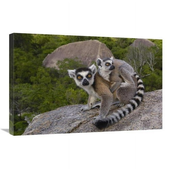 20 x 30 in. Ring-Tailed Lemur & Young, Andringitra Mountains, Madagascar Art Print - Pete Oxford