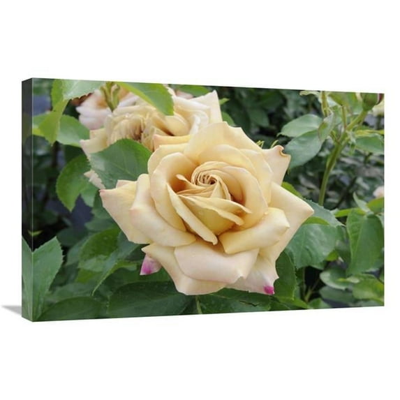 20 x 30 in. Rose Honey Dijon Variety Flowers Art Print - Visionspictures