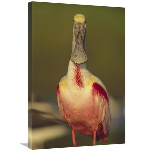 20 x 30 in. Roseate Spoonbill Adult in Breeding Plumage, North America Art Print - Tim Fitzharris