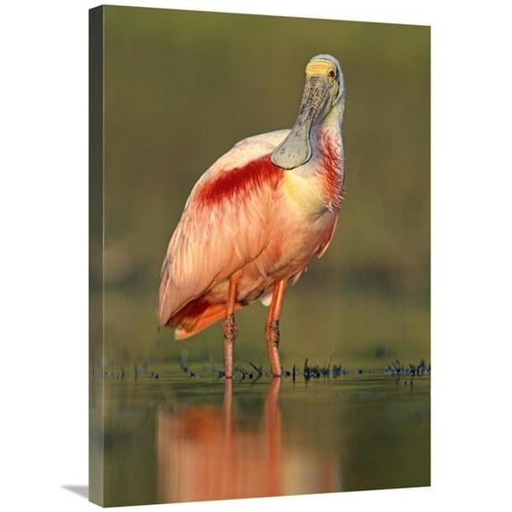 20 x 30 in. Roseate Spoonbill Wading, North America Art Print - Tim Fitzharris