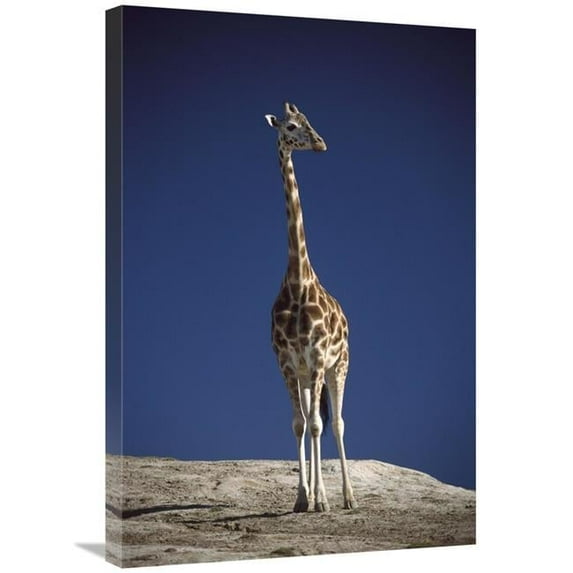 20 x 30 in. Rothschild Giraffe Portrait, Native to Africa South of the Sahara Art Print - San Diego Zoo