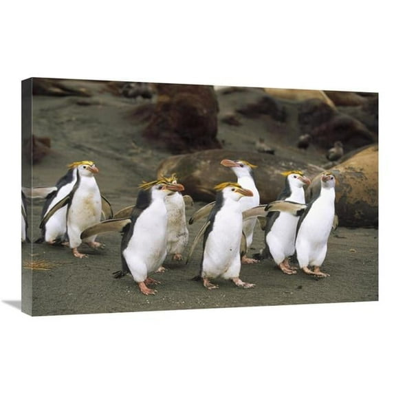 20 x 30 in. Royal Penguin Group on Beach, Macquarie Island, Australia Art Print - Konrad Wothe