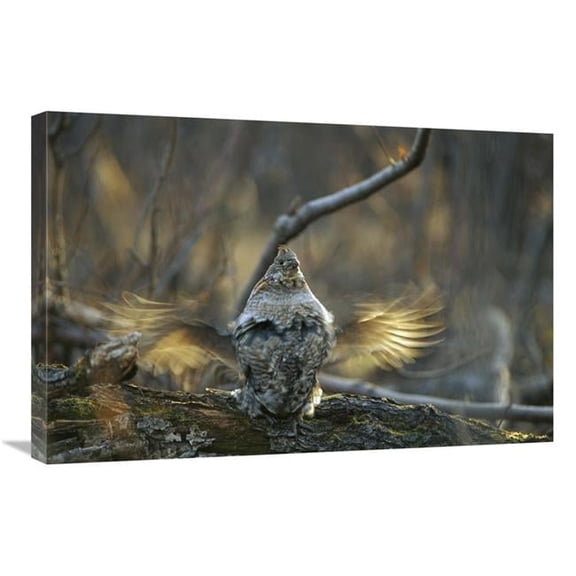 20 x 30 in. Ruffed Grouse Male Drumming During Courtship, North America Art Print - Michael Quinton