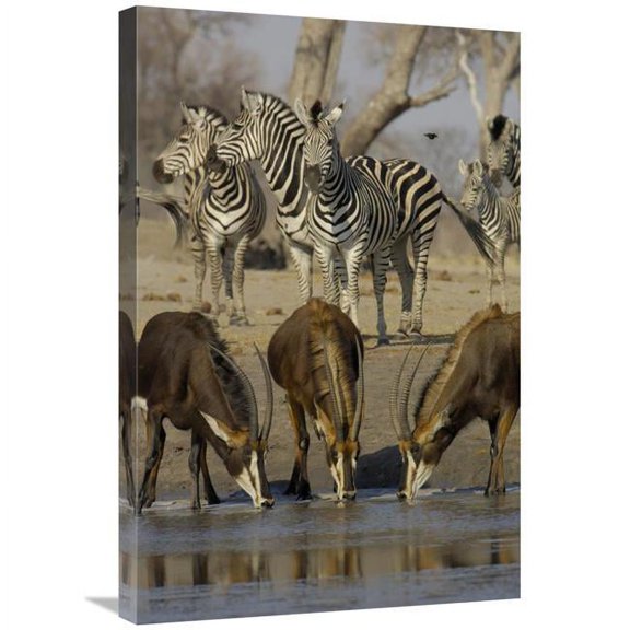 20 x 30 in. Sable Antelope At Waterhole, Burchells Zebra Herd in the Background, Africa Art Print - Pete Oxford