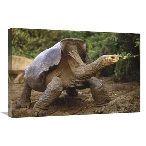 20 x 30 in. Saddleback Galapagos Tortoise Male, Galapagos Islands, Ecuador Art Print - Tui De Roy