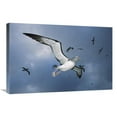 thumbnail image 1 of 20 x 30 in. Salvins Albatross Returning Colony, Bounty Islands, New Zealand Art Print - Tui De Roy, 1 of 1