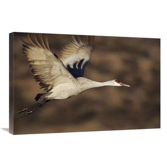 20 x 30 in. Sandhill Crane Flying, Bosque Del Apache, New Mexico Art Print - Tim Fitzharris