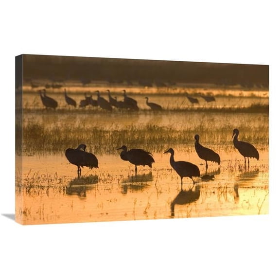 20 x 30 in. Sandhill Cranes, Bosque Del Apache NWR, New Mexico Art Print - Konrad Wothe