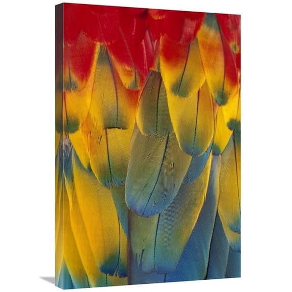 20 x 30 in. Scarlet Macaw Close-Up of Colorful Feathers Art Print - Michael Durham