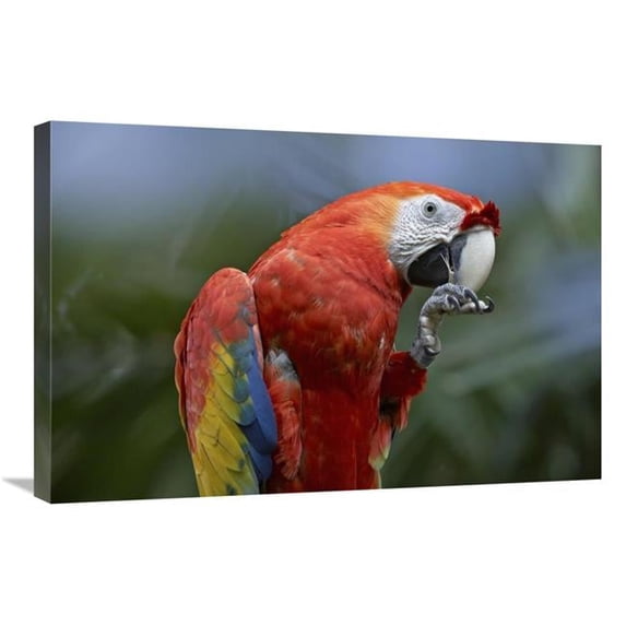 20 x 30 in. Scarlet Macaw Eating, Costa Rica Art Print - Tim Fitzharris