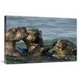thumbnail image 1 of 20 x 30 in. Sea Otter Bachelor Male Chasing Mother with Three to Six Month Old Pup, Monterey Bay, California Art Print - Suzi Eszterhas, 1 of 1