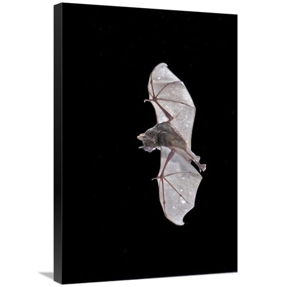 20 x 30 in. Sebas Short-Tailed Bat Flying, Michigan Art Print - Steve Gettle