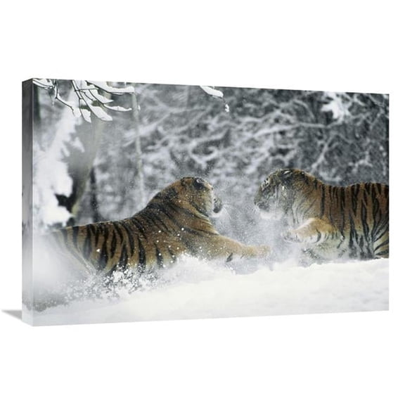 20 x 30 in. Siberian Tiger Pair Playing Together in Snow, China Art Print - Konrad Wothe
