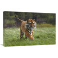 thumbnail image 1 of 20 x 30 in. Siberian Tiger Running, Native to Russia Art Print - Tim Fitzharris, 1 of 1