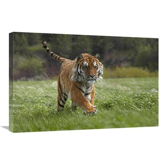 20 x 30 in. Siberian Tiger Running, Native to Russia Art Print - Tim Fitzharris