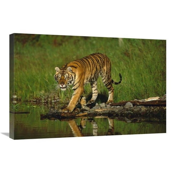 20 x 30 in. Siberian Tiger Walking Along Waters Edge Art Print - Tim Fitzharris