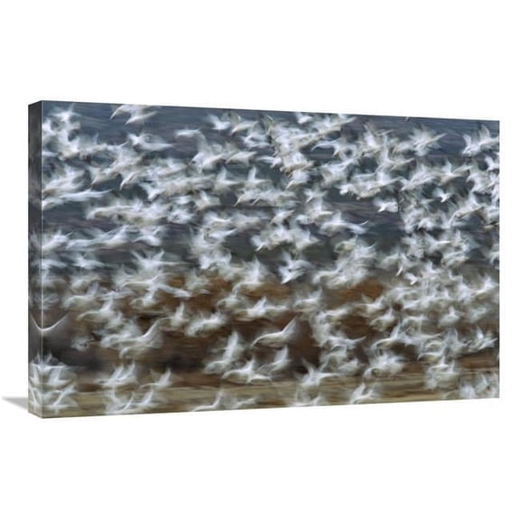 20 x 30 in. Snow Goose Flock Taking Flight, Bosque Del Apache National Wildlife Refuge, New Mexico Art Print - Tom Vezo