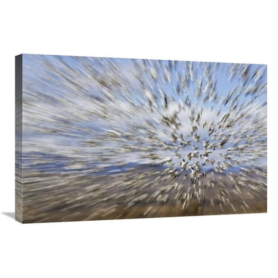 20 x 30 in. Snow Goose Massive Flock Flying, Bosque Del Apache National Wildlife Refuge, New Mexico Art Print - Konrad Wothe