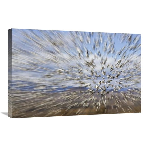 20 x 30 in. Snow Goose Massive Flock Flying, Bosque Del Apache National Wildlife Refuge, New Mexico Art Print - Konrad Wothe