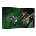 thumbnail image 1 of 20 x 30 in. Snowy-Bellied Hummingbird Male, Flying Near Firebush Flowers Cloud Forest, Costa Rica Art Print - Michael & Patricia Fogden, 1 of 1