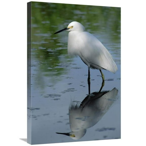 20 x 30 in. Snowy Egret Wading Through Shallow Water, Florida Keys Art Print - Flip Nicklin