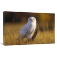thumbnail image 1 of 20 x 30 in. Snowy Owl Adult Amid Dry Grass, Circumpolar Species, British Columbia, Canada Art Print - Tim Fitzharris, 1 of 1