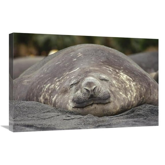 20 x 30 in. Southern Elephant Seal Bull Sleeping, Gold Harbor, South Georgia Island Art Print - Tui De Roy