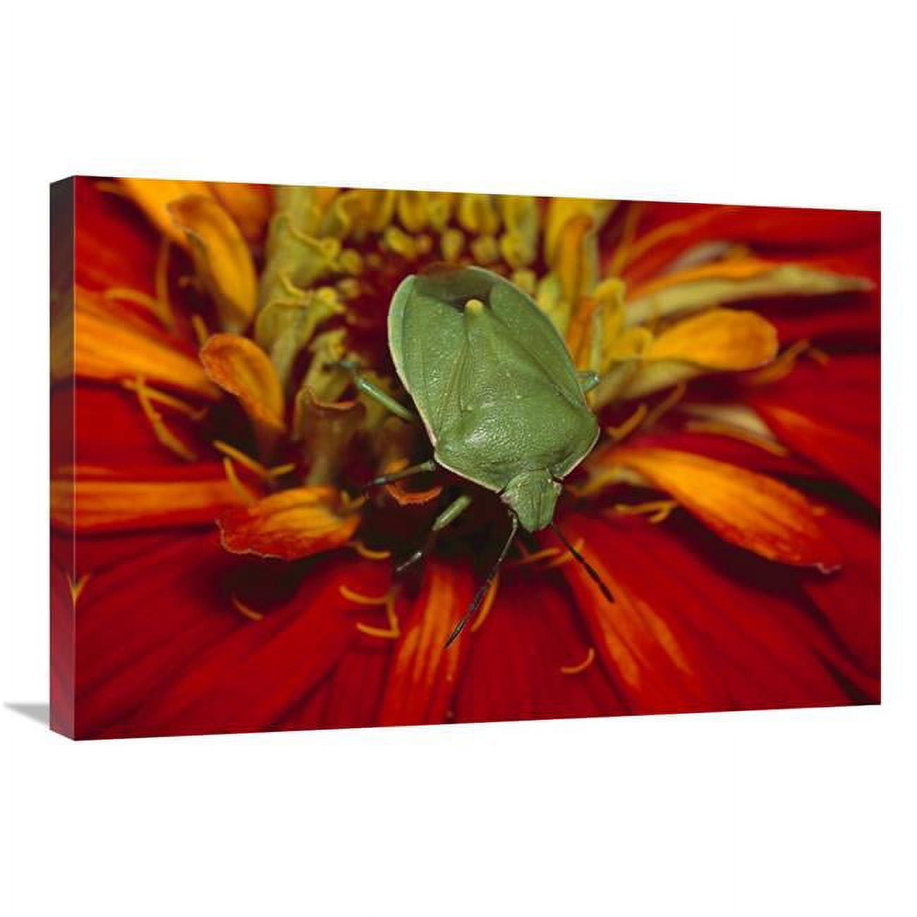 20 x 30 in. Southern Green Stink Bug on Red Blossom, Temperate North ...