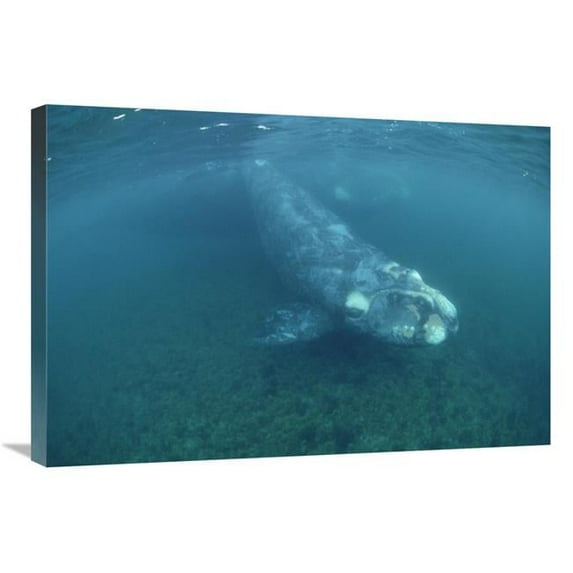 20 x 30 in. Southern Right Whale Calf & Mother, Underwater, Peninsula Valdez, Argentina Art Print - Flip Nicklin