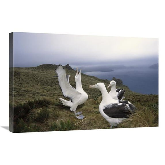 20 x 30 in. Southern Royal Albatross Gamming Group Courting, Campbell Island, New Zealand Art Print - Tui De Roy