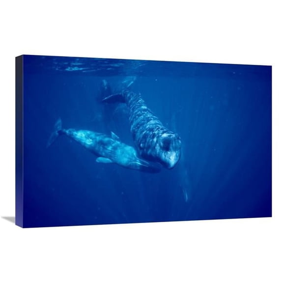 20 x 30 in. Sperm Whale Social Group Underwater, Dominica Art Print - Flip Nicklin