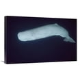 thumbnail image 1 of 20 x 30 in. Sperm Whale White Morph Portrait, Azores Islands, Portugal Art Print - Hiroya Minakuchi, 1 of 1