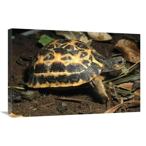 20 x 30 in. Spider Tortoise Critically Endangered Species Native to Madagascar Art Print - San Diego Zoo