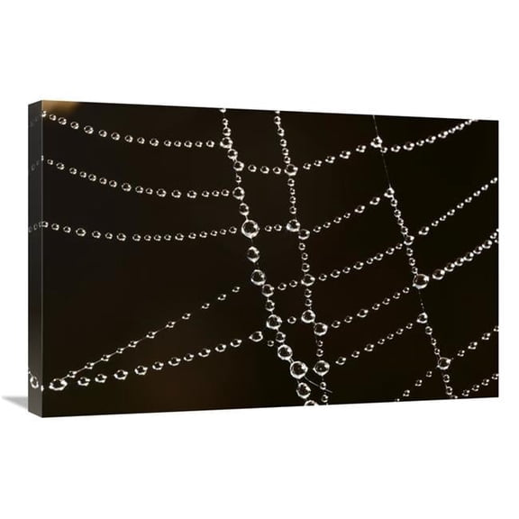 20 x 30 in. Spider Web with Beads of Dew, France Art Print - Cyril Ruoso