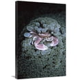 thumbnail image 1 of 20 x 30 in. Spotted Anemone Crab Living in Sea Anemone Tentacles, Sulu Sea, Borneo Art Print - Hiroya Minakuchi, 1 of 1