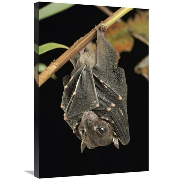 20 x 30 in. Spotted-Winged Fruit Bat Roosting, Bukit Sarang Conservation Area, Bintulu, Borneo, Malaysia Art Print - Chien Lee