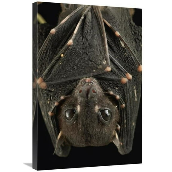 20 x 30 in. Spotted-Winged Fruit Bat Roosting, Bukit Sarang Conservation Area, Bintulu, Borneo, Malaysia Art Print - Chien Lee