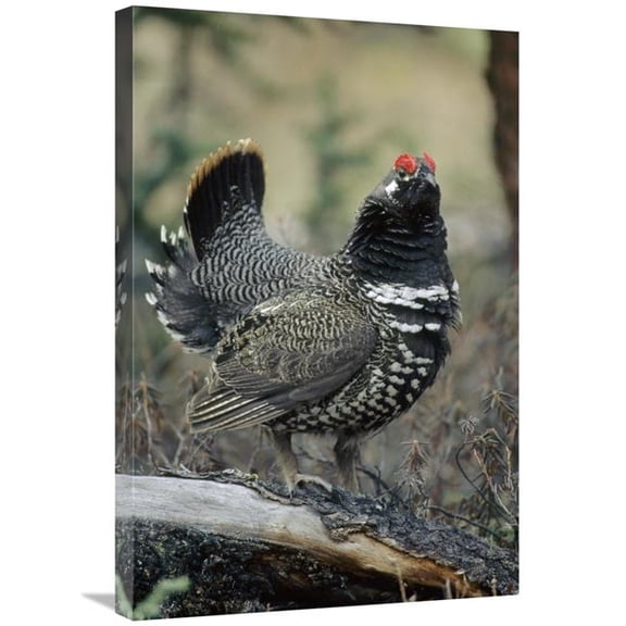 20 x 30 in. Spruce Grouse Male Courting, Alaska Art Print - Michael Quinton
