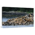 thumbnail image 1 of 20 x 30 in. Stellers Sea Lions Congregating on Rock, West Brother Island, Alaska Art Print - Konrad Wothe, 1 of 1