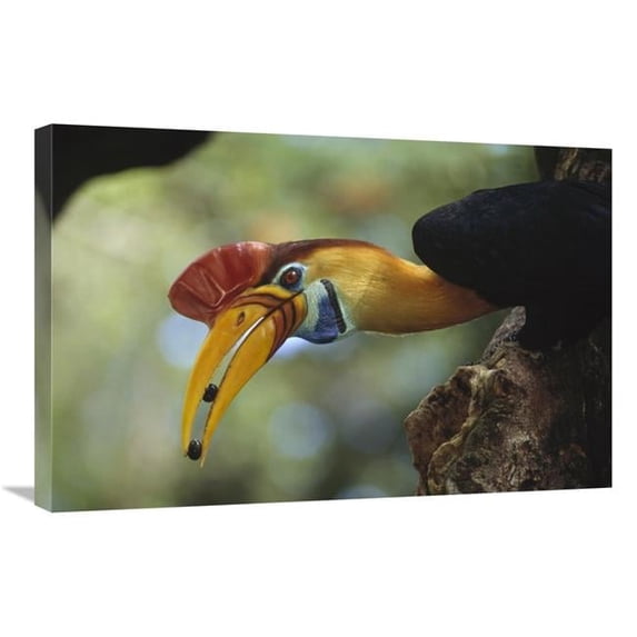 20 x 30 in. Sulawesi Red-Knobbed Hornbill Male Delivering Figs to Female, Sulawesi, Indonesia Art Print - Tui De Roy