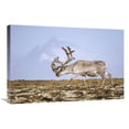 thumbnail image 1 of 20 x 30 in. Svalbard Reindeer Bull in Velvet & Summer Molt, Spitsbergen, Norway Art Print - Tui De Roy, 1 of 1
